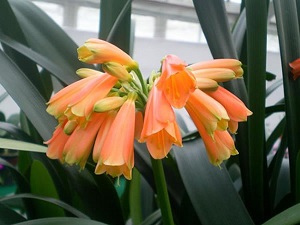 垂笑君子兰不吉利吗