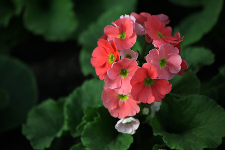 报春花常见的种类有哪些花