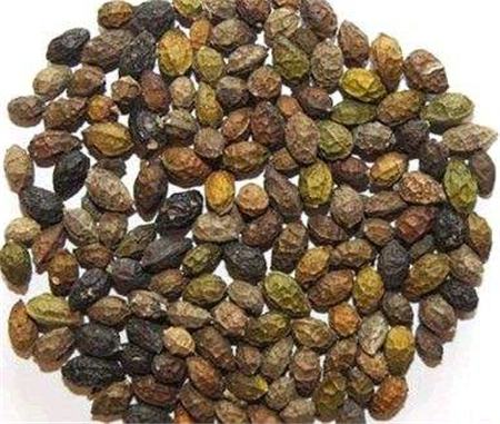 白头翁怎么饲养