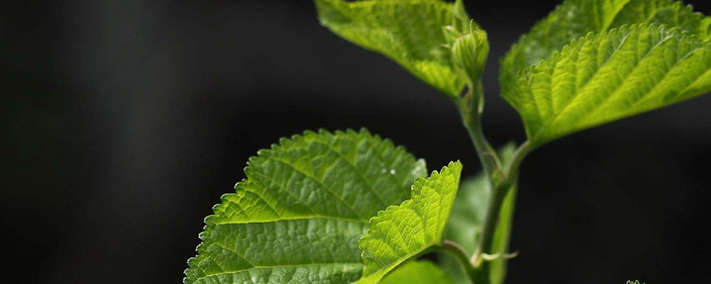 家里有桑树如何处理(家有桑树风水)