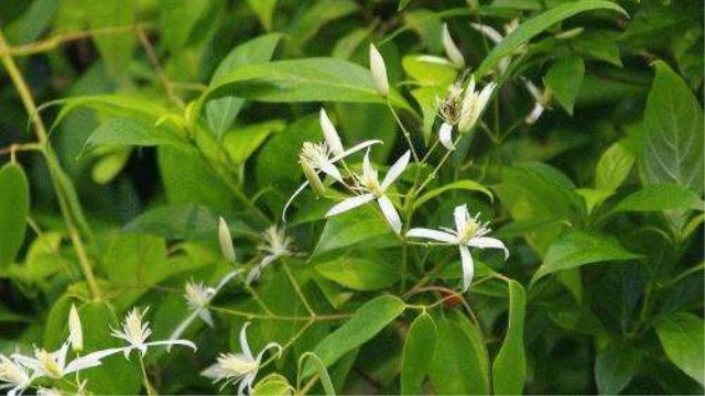 甘草的功效与作用(甘草的功效与作用与主治)