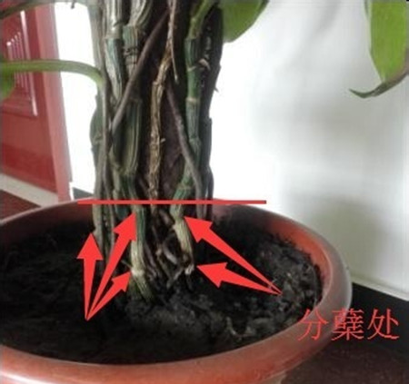 绿萝长高了应该掐头吗