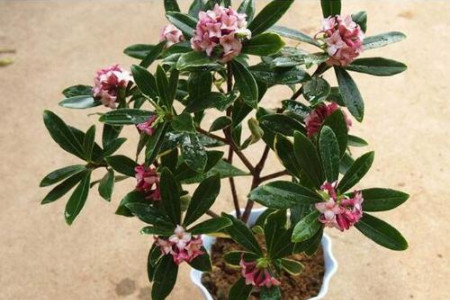 瑞香花怎么繁殖后代