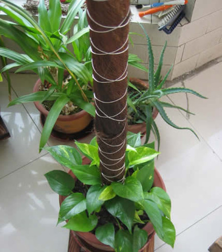 绿萝长高了应该掐头吗