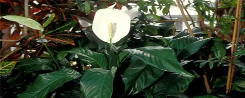 白鹤芋怎么繁殖(白鹤芋怎么繁殖的)