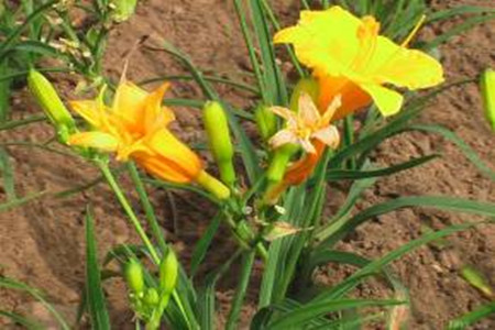 萱草的栽培技术