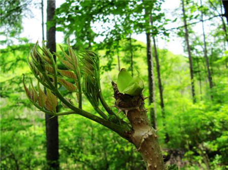 春天路边常见的野花