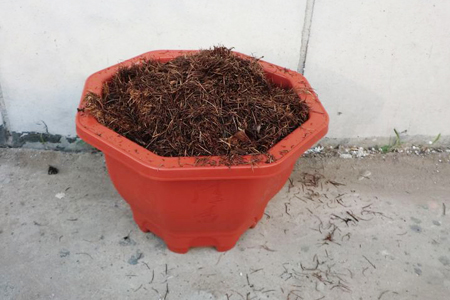 青苹果竹芋怎么繁殖视频