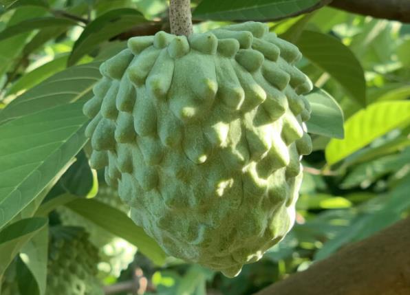 释迦果下奶还是回奶哺乳期可以吃释迦果吗(释迦果母乳期妈妈能吃不)