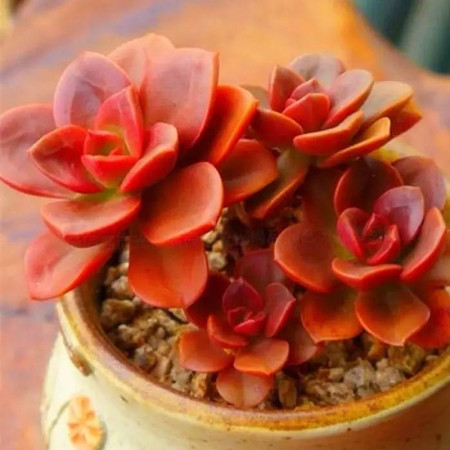 巧克力方砖怎么养才能爆盆