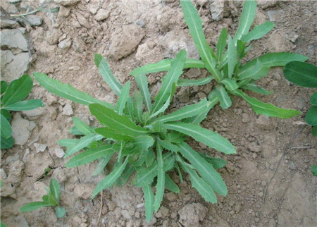 春天路边常见的野花