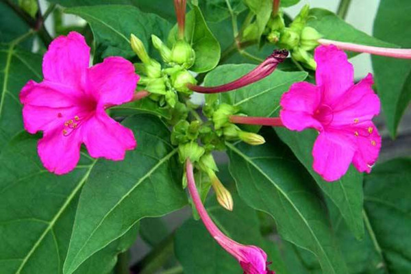 叶子黄了不要怕继续看下去教你几招拯救紫茉莉！(富贵竹叶子发黄怎么处理怎么补救)