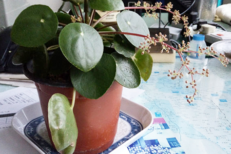 镜面草会开花结果吗