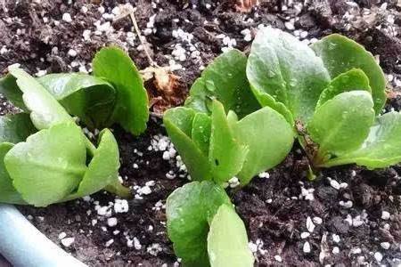 长寿花能往叶上喷水吗