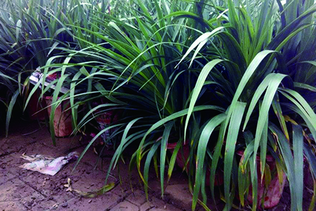 龙血树在家养对身体好不好