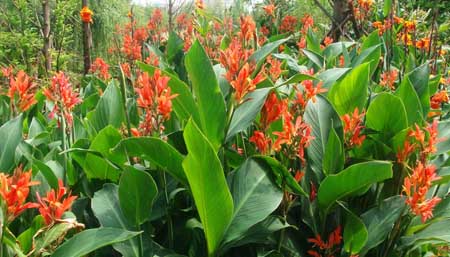 美人蕉盆栽怎么养