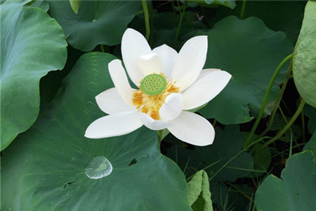 荷花是什么季节开的花开的样子