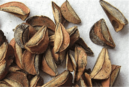 白鹃梅什么时候开花