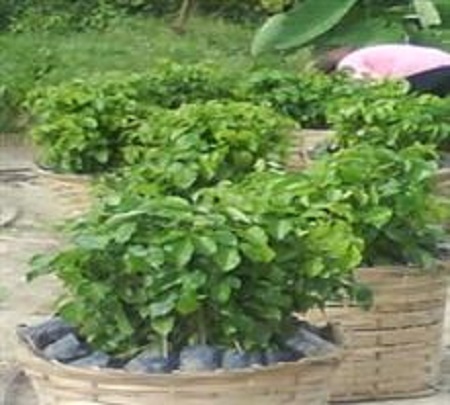 绿宝树怎么换盆视频