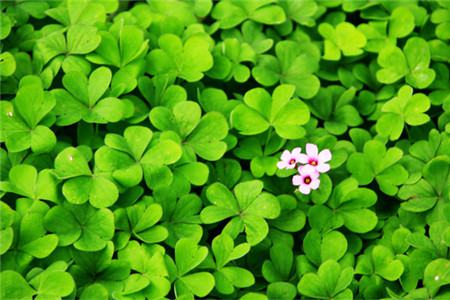 白车轴草的特征