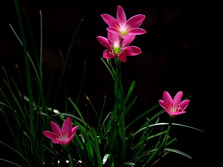 风雨兰不开花的原因及解决方法