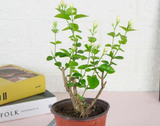 茉莉花什么时候种植4-8月份配制土壤播种养护(茉莉花什么时侯种植)