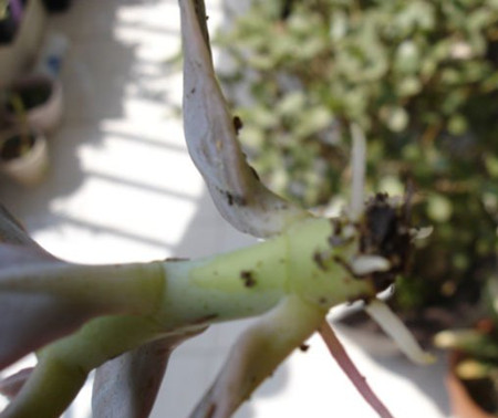 玉吊钟怎么修剪好看