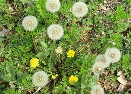 春天路边常见的野花