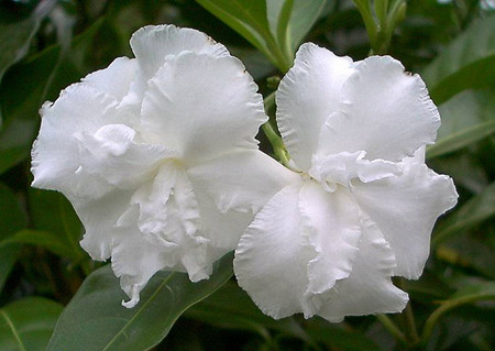 狗牙花开花香吗