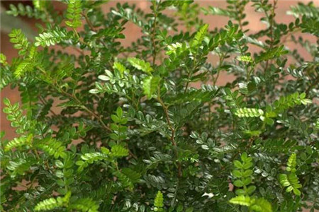 清香木用什么土壤种植最好