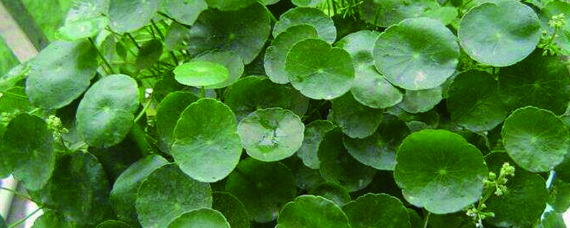 镜面草养几年能开花开花是什么样(镜面草会开花结果吗)