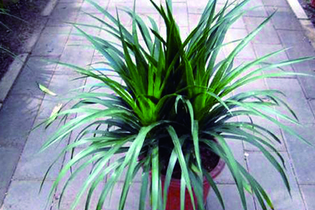 龙血树在家养对身体好不好