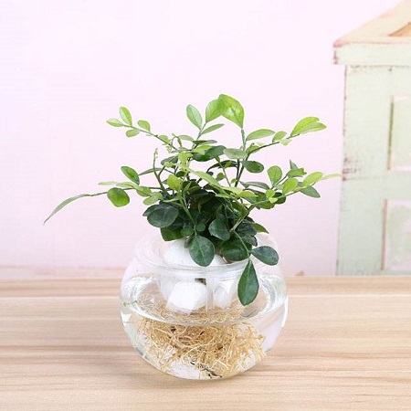 水培栀子花好养吗