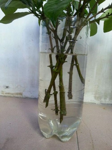 水培栀子花好养吗