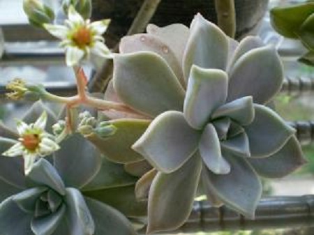 石莲花有毒吗能吃吗