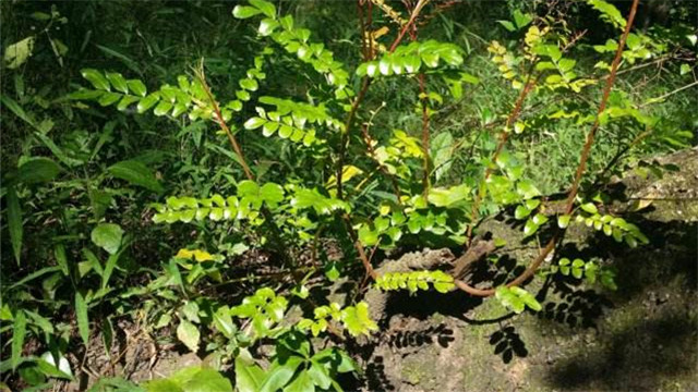 清香木用什么土养好(清香木用什么土壤种植最好)