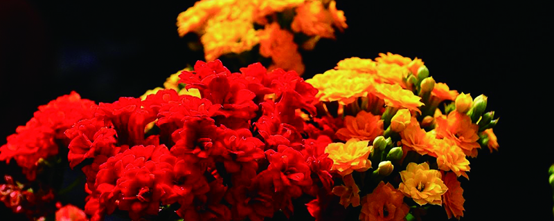 长寿花能给叶子喷水吗花能喷水吗(长寿花能往叶上喷水吗)