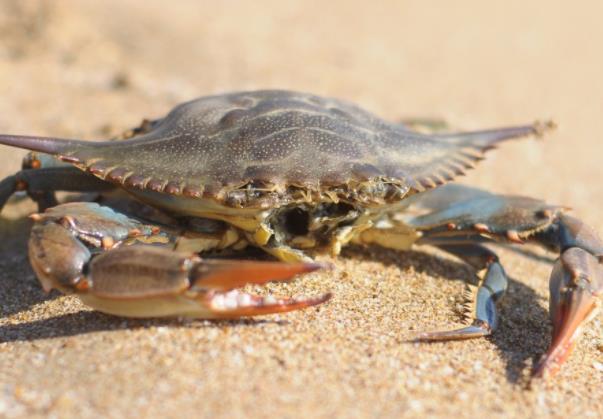 二两的螃蟹蒸多久可以吃