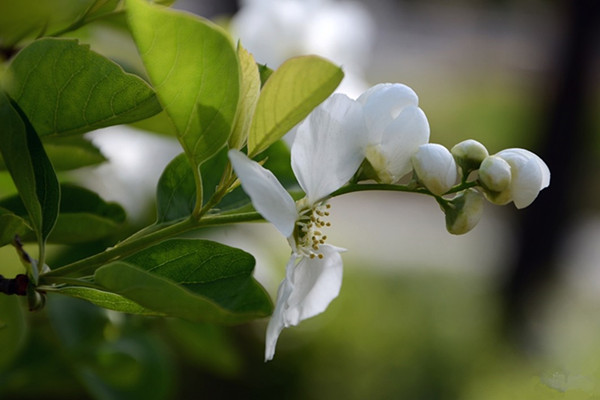 白鹃梅的繁殖方法(白鹃梅什么时候开花)