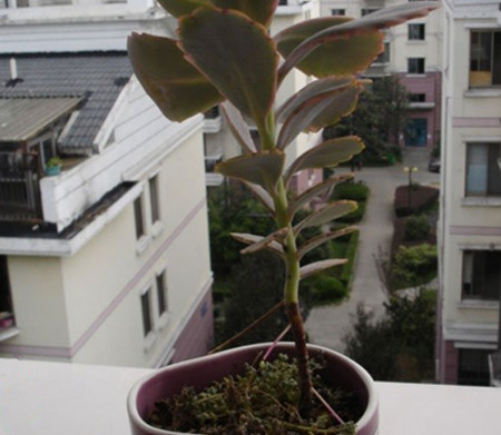 玉吊钟怎么修剪好看