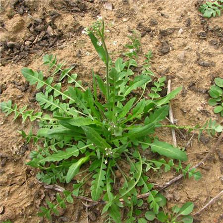 春天路边常见的野花