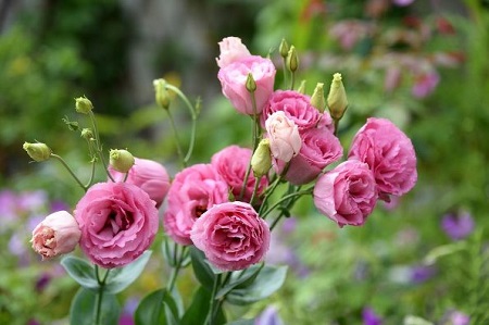 洋桔梗施肥技术