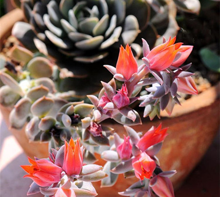 鲁氏石莲开花图片