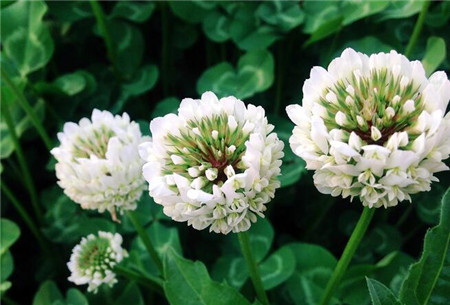 白车轴草的特征