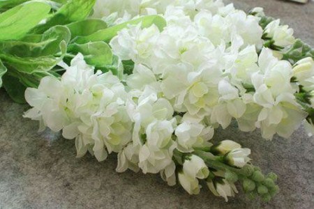 紫罗兰代表什么意思呢