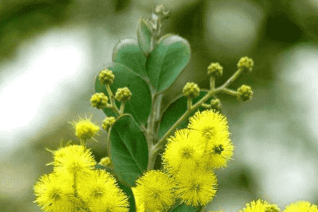 金合欢的功效与作用