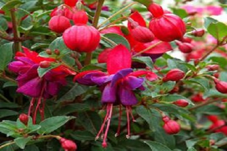 倒挂金钟的药效和作用