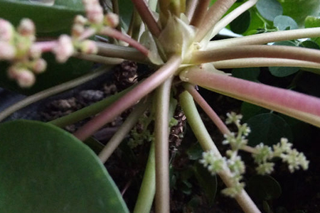 镜面草会开花结果吗