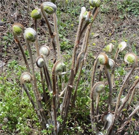 春天路边常见的野花