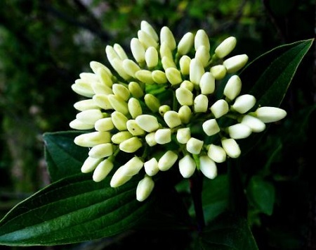 九里香黄叶掉叶子是什么原因